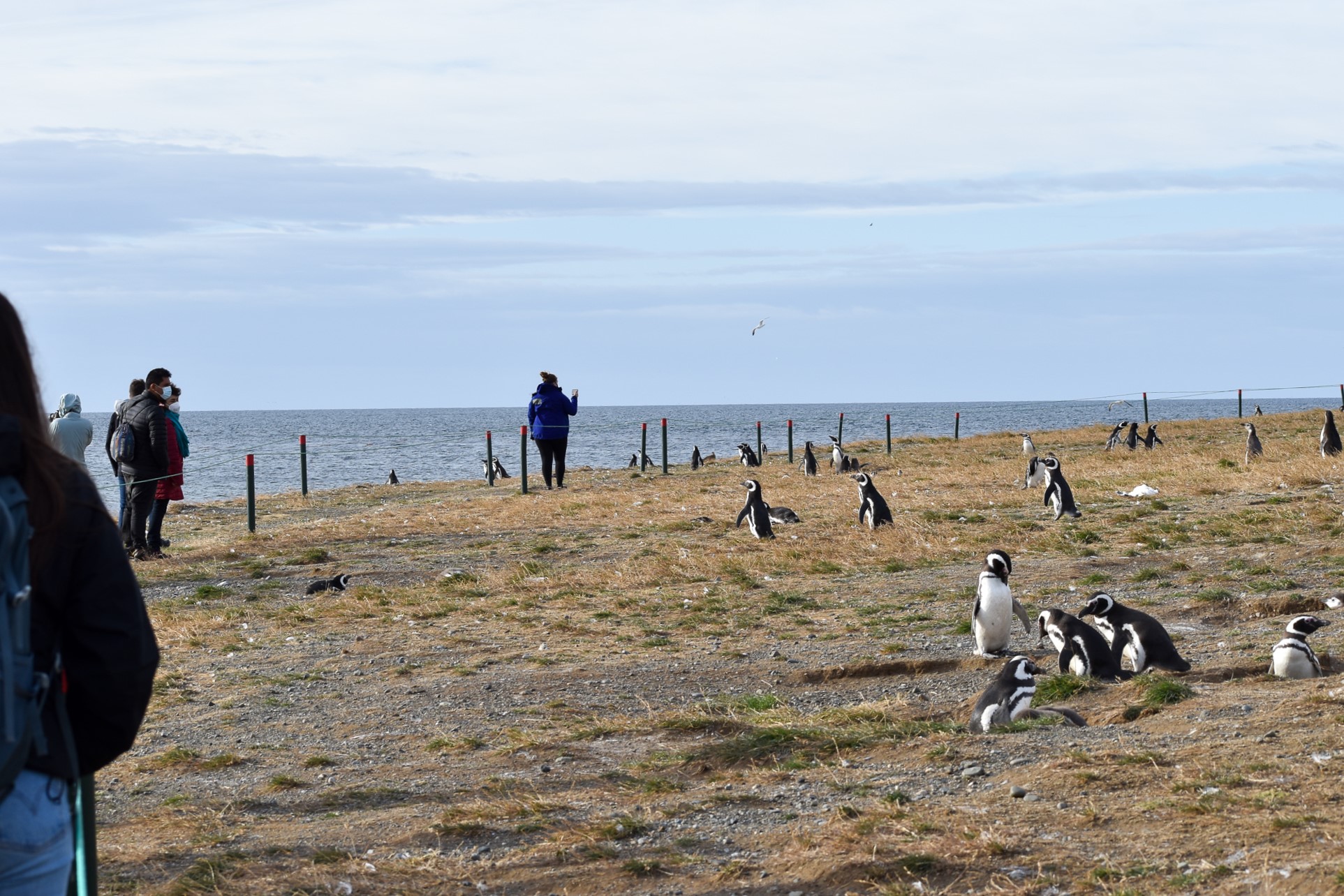 tour glaciar grey desde punta arenas