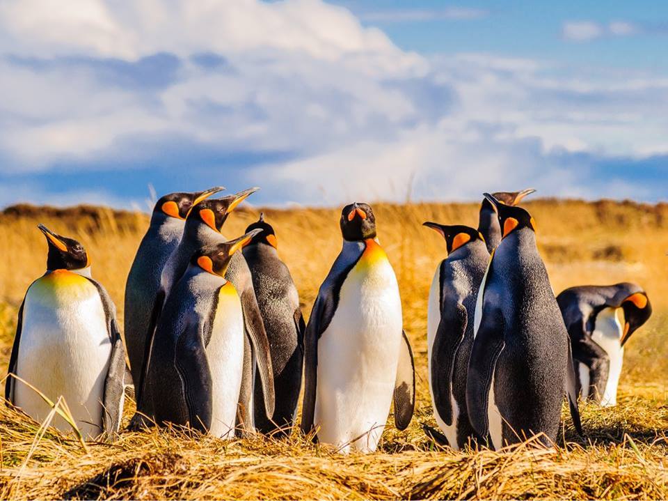 tour glaciar grey desde punta arenas